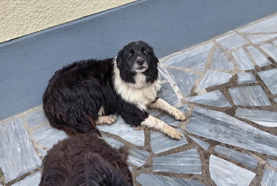 Ontdekkingsalarm Hond Onbekend Dournazac Frankrijk