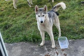 Verdwijningsalarm Hond  Vrouwtje , 1 jaar Monlezun-d'Armagnac Frankrijk
