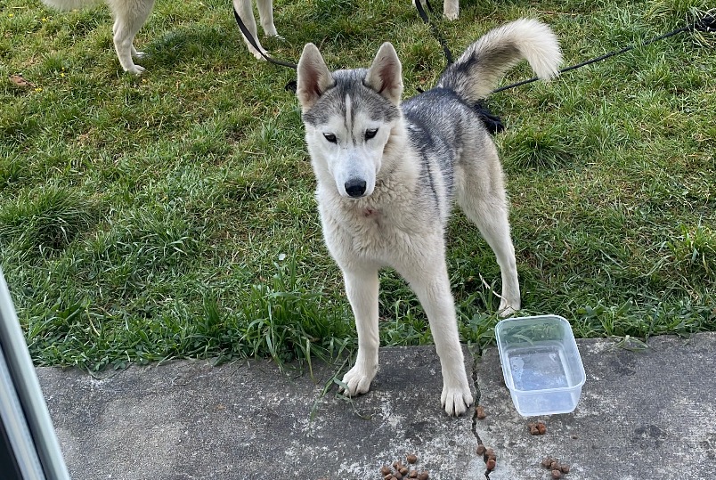 Verdwijningsalarm Hond  Vrouwtje , 1 jaar Monlezun-d'Armagnac Frankrijk
