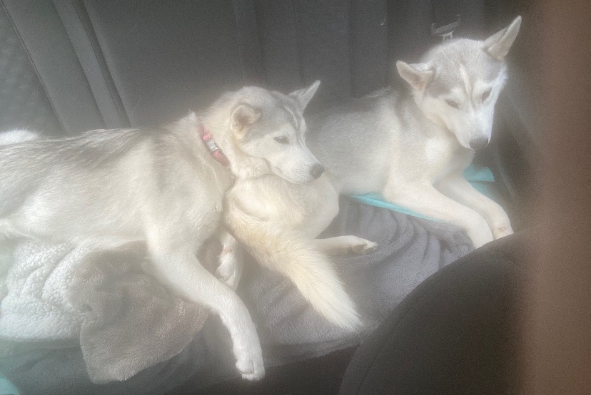 Verdwijningsalarm Hond  Vrouwtje , 1 jaar Monlezun-d'Armagnac Frankrijk