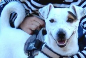 Verdwijningsalarm Hond  Mannetje , 10 jaar Grasse Frankrijk