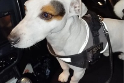 Verdwijningsalarm Hond  Mannetje , 10 jaar Grasse Frankrijk