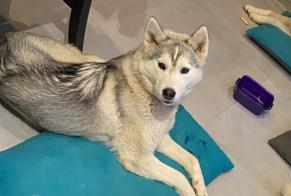 Verdwijningsalarm Hond  Vrouwtje , 1 jaar Monlezun-d'Armagnac Frankrijk