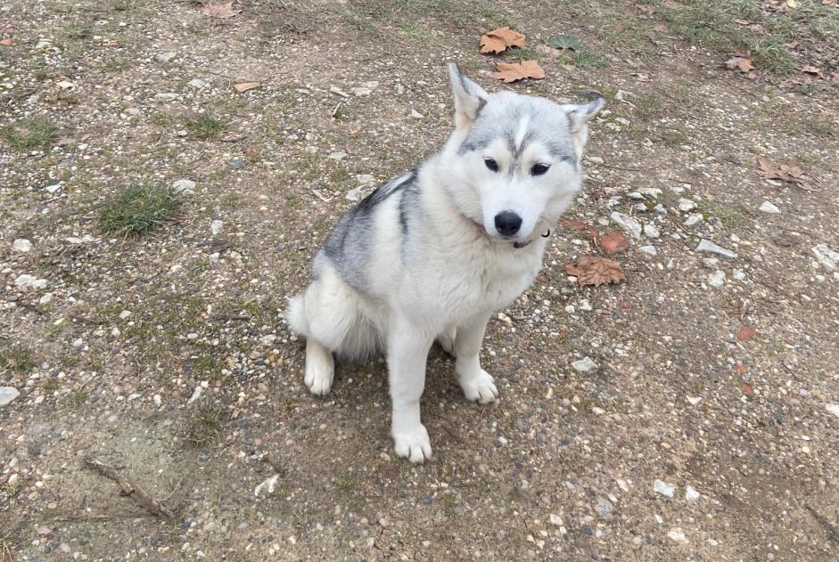 Verdwijningsalarm Hond  Vrouwtje , 1 jaar Monlezun-d'Armagnac Frankrijk
