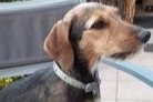 Alerta desaparecimento Cão cruzamento  Fêmea , 7 anos Stotzheim France