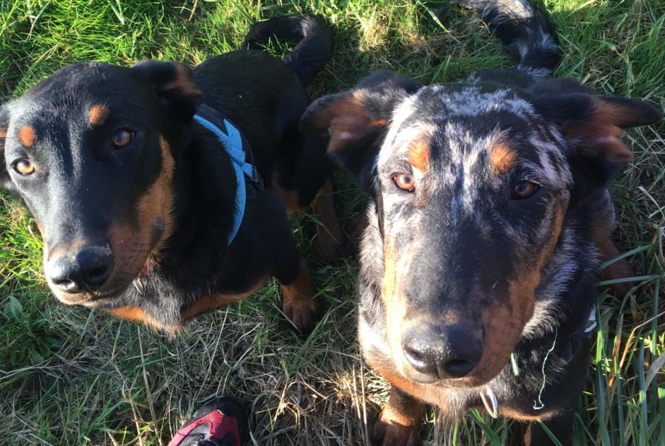 Alerta desaparecimento Cão  Macho , 1 anos Puycasquier France
