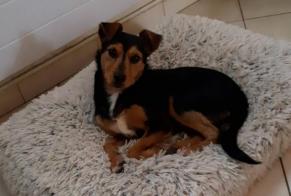 Alerta desaparecimento Cão cruzamento  Fêmea , 2 anos Beauchamp France