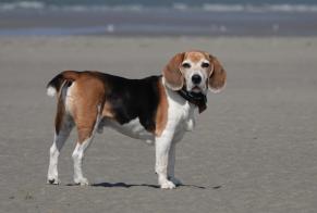 Alerta desaparecimento Cão  Macho , 13 anos Fort-Mahon-Plage France