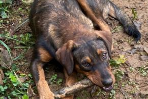 Alerta desaparecimento Cão cruzamento  Fêmea , 2 anos Sens-Beaujeu France