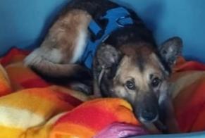 Alerta desaparecimento Cão cruzamento  Macho , 7 anos Montmirail France