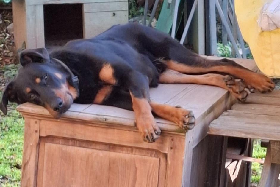Alerta desaparecimento Cão  Macho , 2 anos Saint-Victor-Montvianeix France