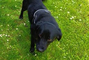 Alerta desaparecimento Cão cruzamento  Macho , 4 anos Huilly-sur-Seille France