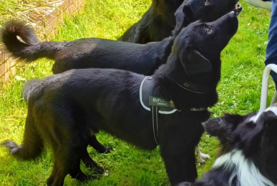Alerta desaparecimento Cão cruzamento  Macho , 4 anos Huilly-sur-Seille France
