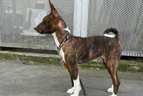 Alerta desaparecimento Cão  Macho , 1 anos Paris France