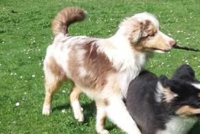 Alerta desaparecimento Cão  Macho , 2 anos Engayrac France