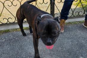 Alerta descoberta Cão Macho Saint-André-les-Vergers France