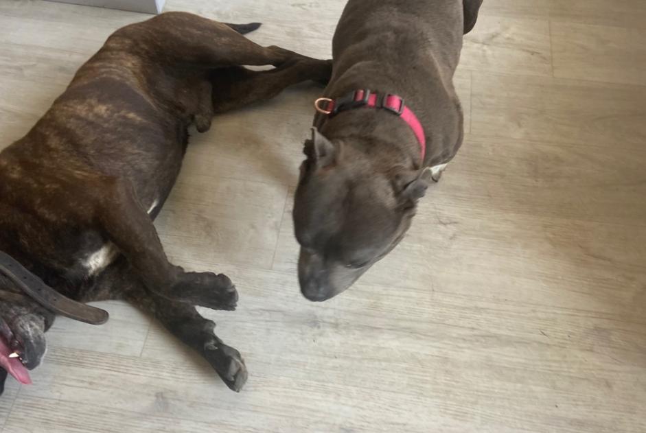Alerta descoberta Cão Macho Mont-l'Évêque France