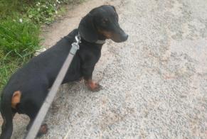 Alerta descoberta Cão  Macho Vendôme France