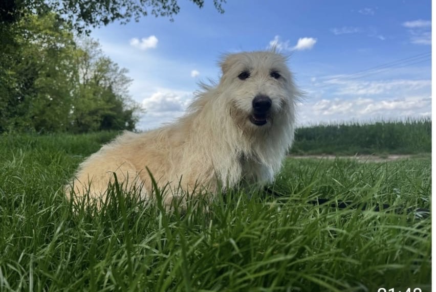 Alerta desaparecimento Cão cruzamento  Fêmea , 3 anos Saint-Marcel-lès-Valence France