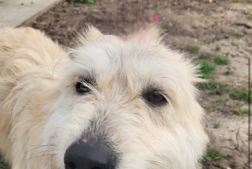 Alerta desaparecimento Cão cruzamento  Fêmea , 3 anos Saint-Marcel-lès-Valence France