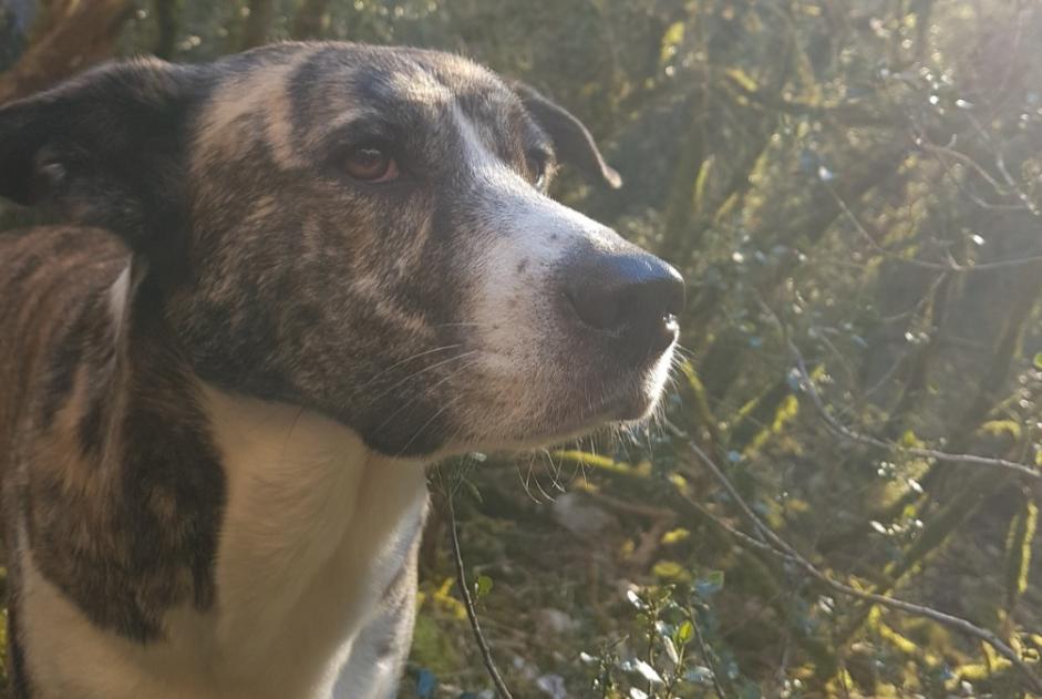 Alerta desaparecimento Cão cruzamento  Fêmea , 3 anos Caylus France