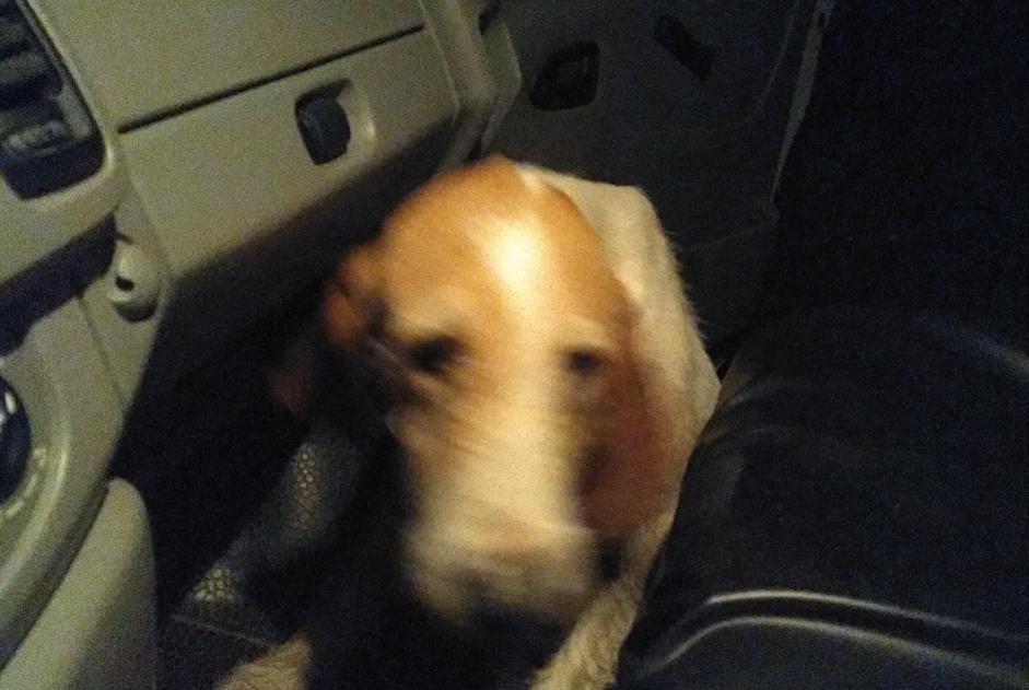 Alerta descoberta Cão Desconhecido , 6 anos Busserolles France