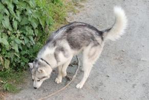 Alerta descoberta Cão  Macho Rouans France