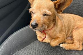 Alerta descoberta Cão Macho Lens France