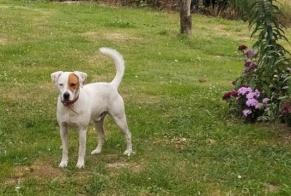Alerta descoberta Cão Macho Estivaux France