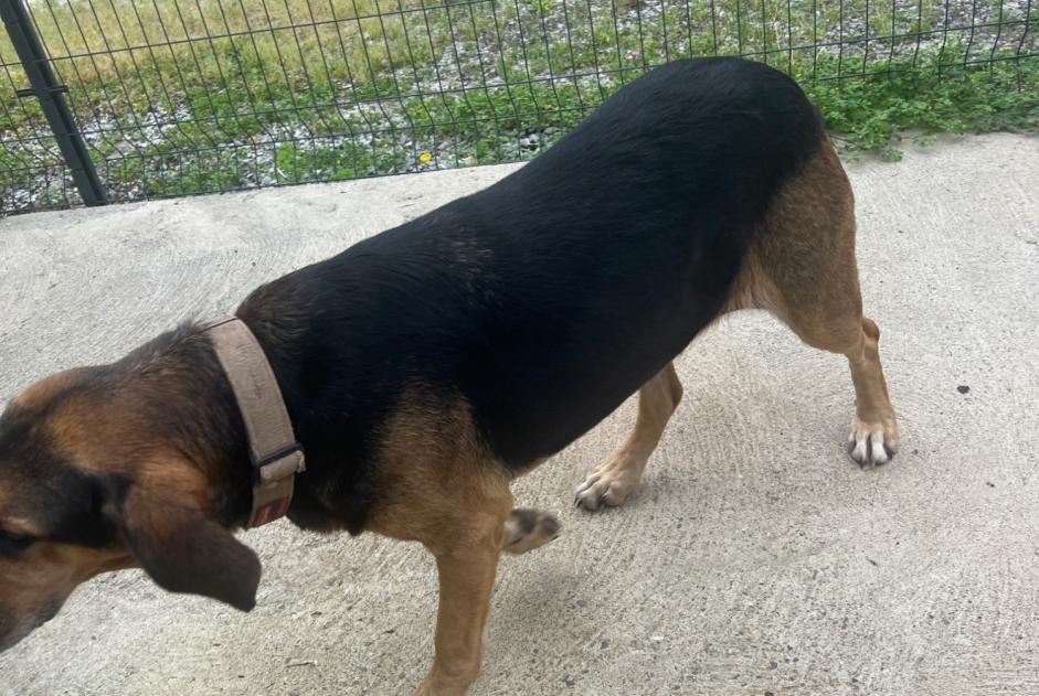 Alerta descoberta Cão cruzamento  Fêmea Monget France