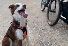Alerta desaparecimento Cão  Macho , 5 anos Bouze-lès-Beaune France