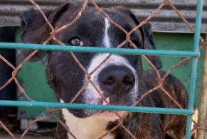 Alerta descoberta Cão Desconhecido Beaulieu-sur-Layon France