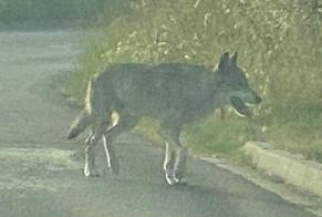 Alerta descoberta Cão  Desconhecido Torsac France