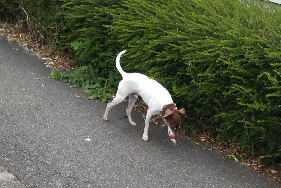 Alerta descoberta Cão Desconhecido Rezé France