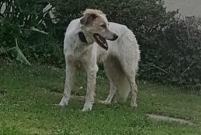 Alerta descoberta Cão Desconhecido Boumourt France
