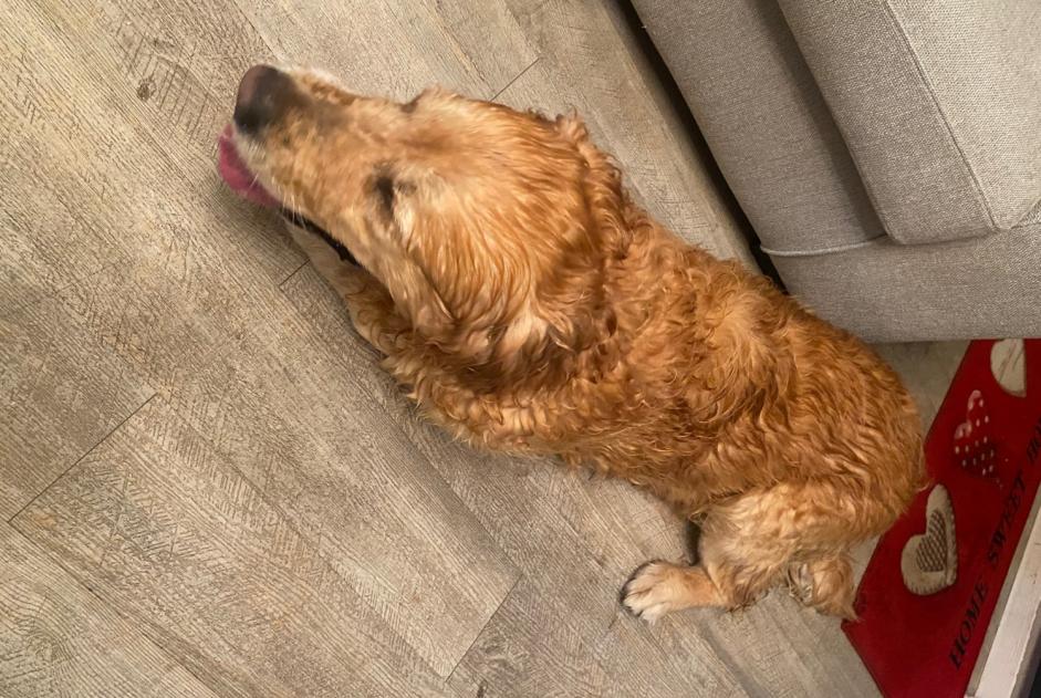 Alerta descoberta Cão  Desconhecido La Rue-Saint-Pierre France