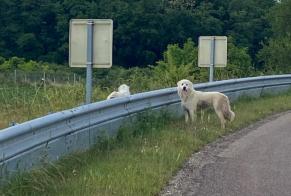 Alerta descoberta Cão  Desconhecido Saint-Cyr-les-Colons France