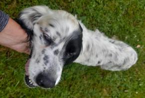 Alerta descoberta Cão Fêmea La Gresle France