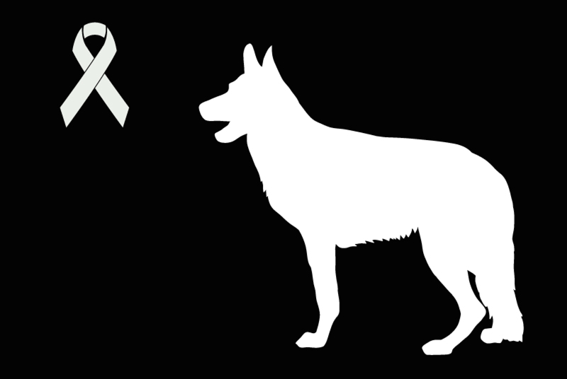 Discovery alert Dog  Unknown Les Ulis France